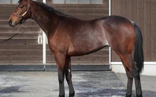 【JRA新馬戦】メジャーエンブレムの全妹エンパイアブーケなどがデビュー