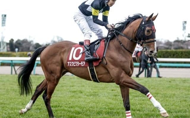 【菊花賞 調教後馬体重】13頭が前走から2ケタ増減 ガイアフォース488kg、アスクビクターモア480kg