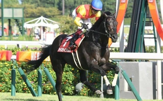 【菊花賞予想】馬体面から徹底解説！ 筋肉の張り良化でチャンス十分な馬とは…