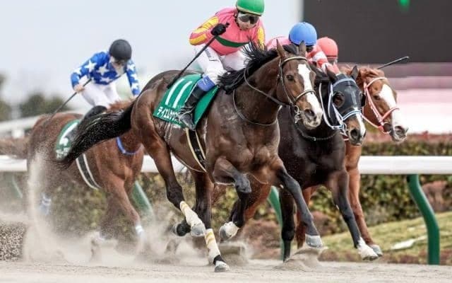 【盛岡・JBCスプリント出走予定馬】レッドルゼル、テイエムサウスダンら