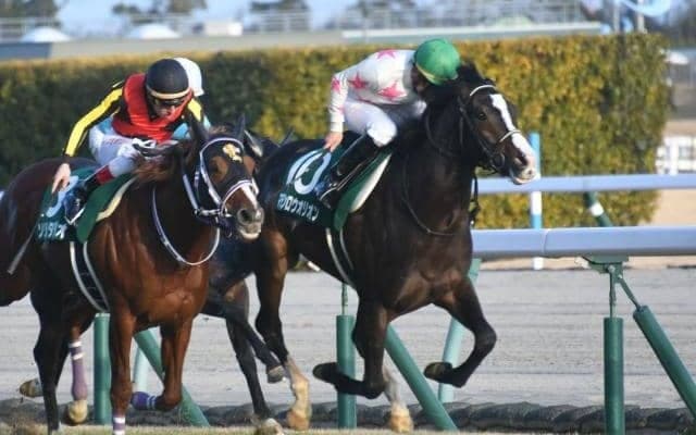 【スワンS枠順確定】マテンロウオリオンは3枠6番、ホウオウアマゾンは1枠1番