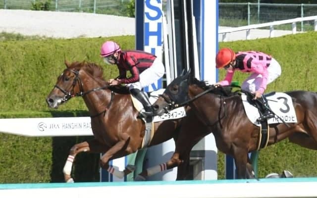 【阪神4R新馬戦結果】ヘニータイフーンが差し切って人気に応える