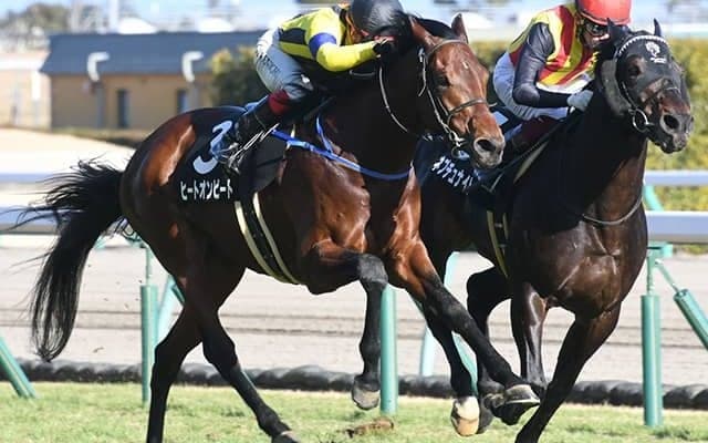 【AI予想・アルゼンチン共和国杯】相手が強くても関係なし!? 安定感抜群な人工知能「◎」候補