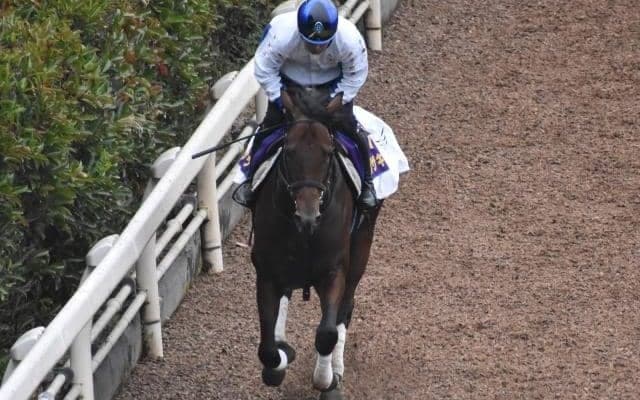 ダノンザキッドなど、先週の入厩情報/栗東トレセンニュース