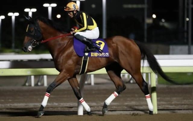 南関東では数少ないハンデ重賞に16頭/大井・サンタアニタT注目馬