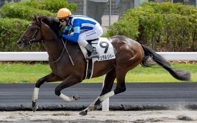 JBC2歳優駿の16時時点オッズ 前走初ダートで8馬身差圧勝のナチュラルリバーが1番人気