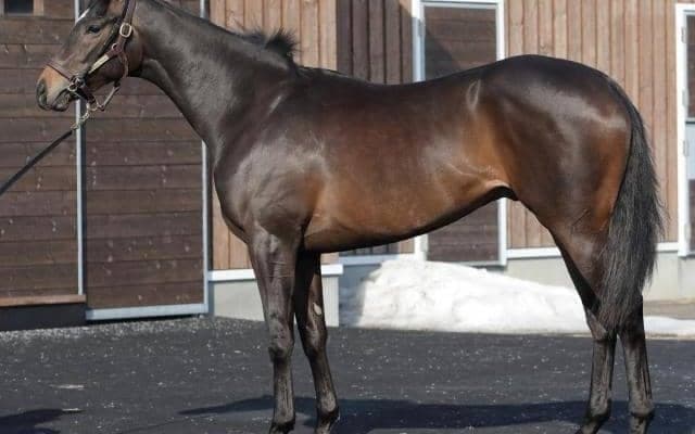 【JRA新馬戦】キラーアビリティの半弟ジェイパームスなどがデビュー