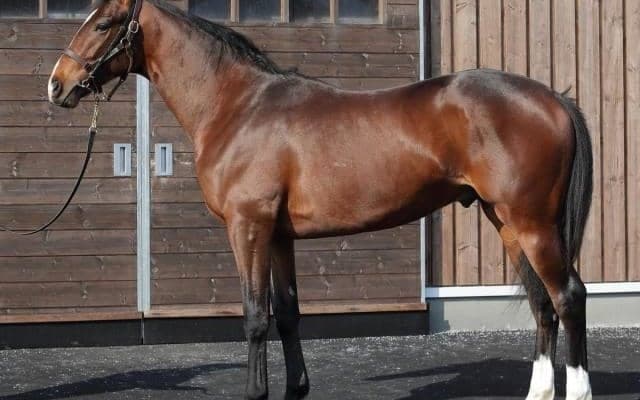 2019年2歳女王の半弟が欧州の名手を背にデビュー 兄弟にオープン馬多数