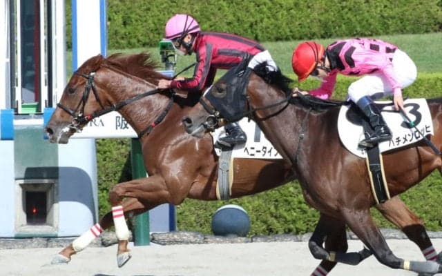 【新馬/阪神4R】ヘニータイフーンが人気に応えてデビューV