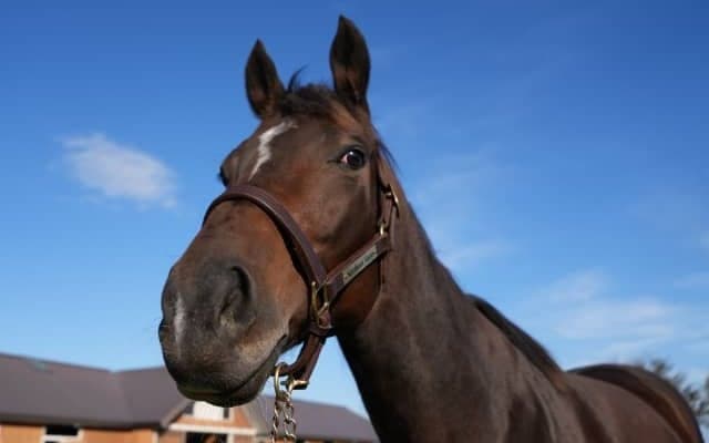 母になるラヴズオンリーユー 日本馬初の米・ブリーダーズカップ制覇から1年