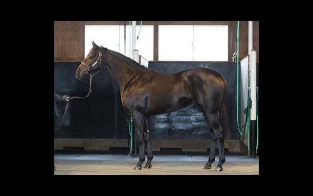 期待の逸材、プレドミナル。「乗り味は悪くないし、うまく成長している」と陣営も好感触