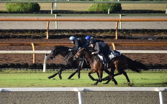 ディープインパクト産駒のライトクオンタムがC.ルメール騎手でデビュー/関西馬メイクデビュー情報