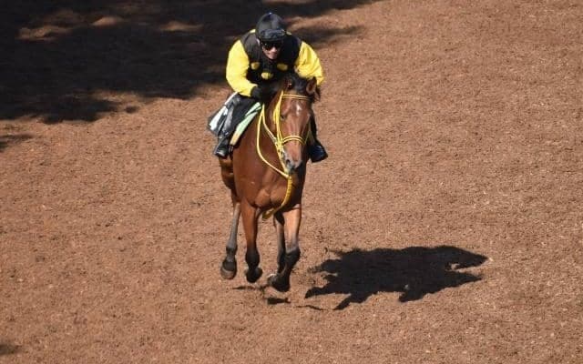 ワンダイレクトなど、先週のゲート試験/栗東トレセンニュース