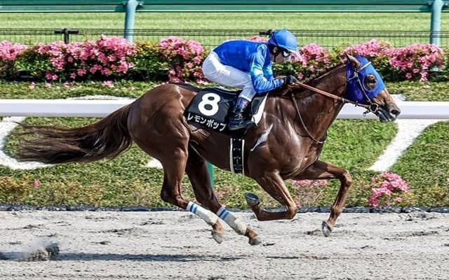 【武蔵野S想定騎手】レモンポップは戸崎圭太騎手、タガノビューティーは石橋脩騎手