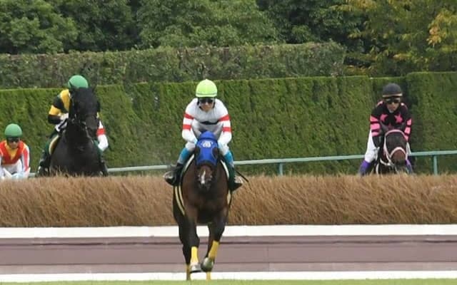【京都ジャンプS想定騎手】ホッコーメヴィウスは黒岩悠騎手、ヴァーダイトは小牧加矢太騎手