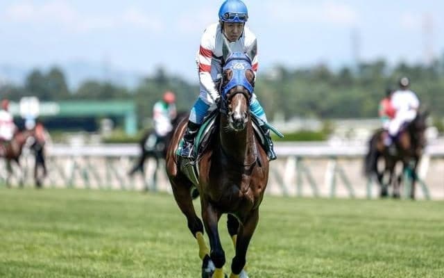 【京都ジャンプS予想オッズ】ホッコーメヴィウスが予想1番人気