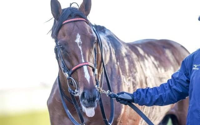 【福島記念出走馬・騎手確定】オニャンコポン＆菅原明良騎手、アラタ＆大野拓弥騎手など16頭