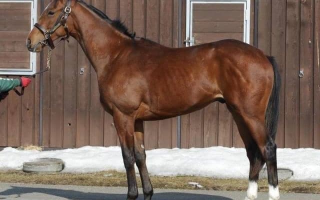 【JRA新馬戦】ディープインパクト産駒ライトクオンタム、ヴァンドギャルドの弟ソールオリエンスなどがデビュー