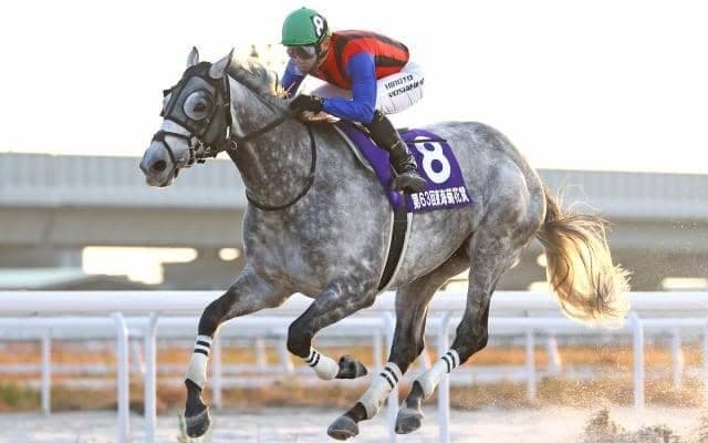 【名古屋・東海菊花賞結果】大井所属のコバルトウィングが人気に応えて5連勝