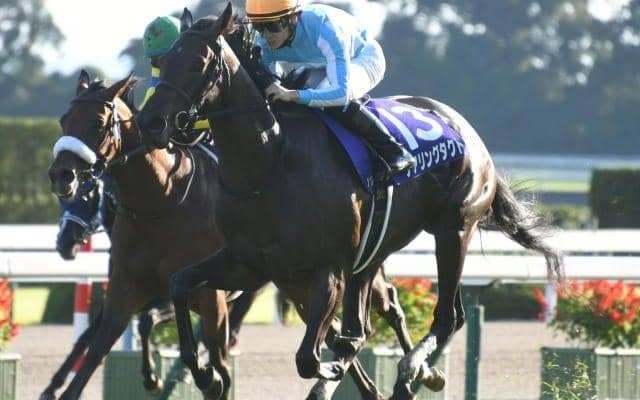 【エリザベス女王杯】競馬ファン8700人に聞いた！ 三冠牝馬デアリングタクトは復活する？