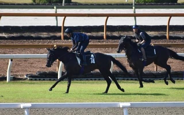 伯母に米G1・13勝のゼニヤッタがいるジャクソンルーツなど/関西馬メイクデビュー情報