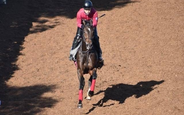 ロッソジュリアなど、先週のゲート試験/栗東トレセンニュース