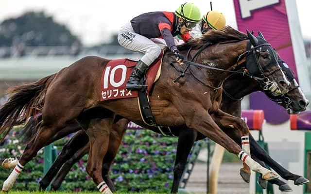 前走はノーステッキでGI馬に勝利 マイル重賞3勝の実力派がマイルCSに登場