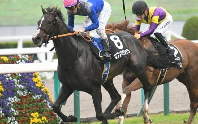 叔母に2頭のGI馬を持つセブンマジシャンはホープフルSへ 無傷3連勝での戴冠狙う