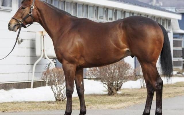 【JRA新馬戦】メールドグラースの半弟ブリックスダールなどがデビュー