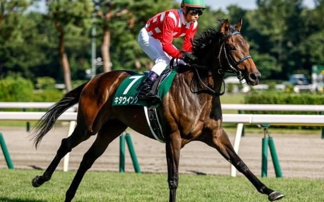 関東馬キタウイングは阪神JFに向け栗東で調整中 鞍上は和田竜二騎手に決定