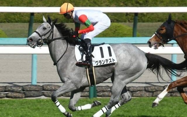 【阪神5R新馬戦結果】ロードカナロア産駒グランテストが直線で抜け出し快勝