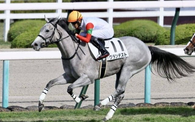 【新馬/阪神5R】ロードカナロア産駒 グランテストがデビューV