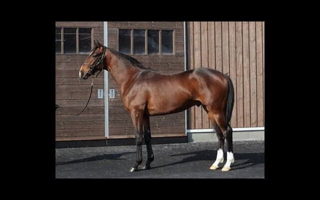 レシステンシアの半弟、ジャスティンボルト。その乗り味のよさにスタッフらが称賛の嵐