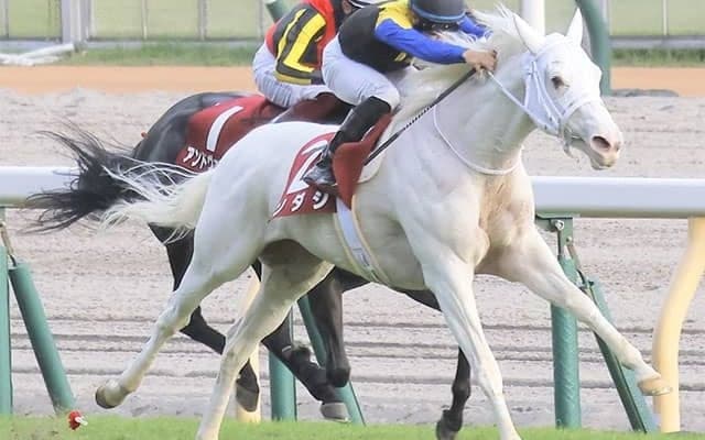 【マイルCS・馬体重】ソダシは480kg(+2)、シュネルマイスターは494kg(+4)