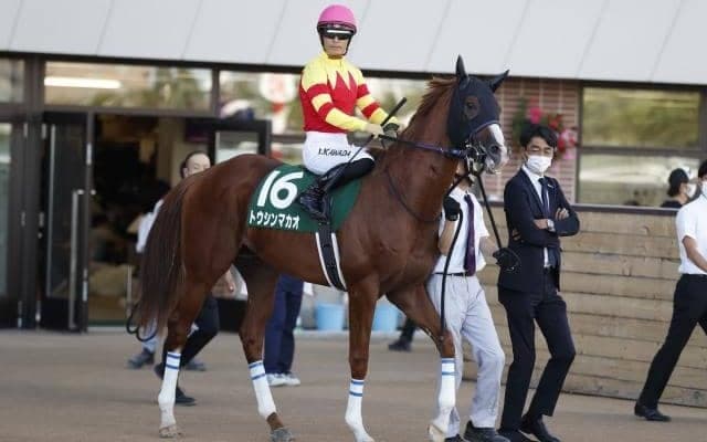 【京阪杯見どころ】トウシンマカオの重賞初制覇なるか