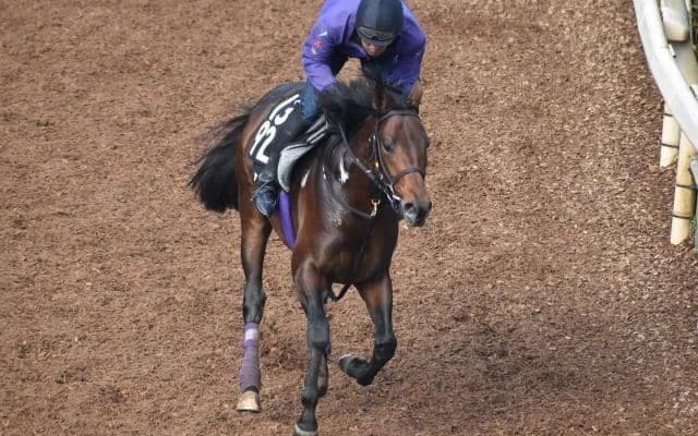 アドマイヤイルなど、先週の入厩情報/栗東トレセンニュース