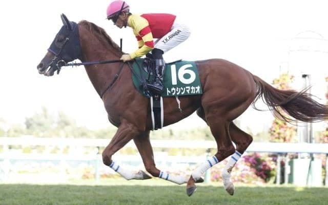 【京阪杯予想オッズ】3歳馬トウシンマカオが予想1番人気