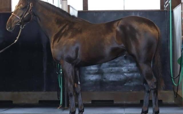 【JRA新馬戦】スターズオンアースの半弟ステラデルシエロなどがデビュー