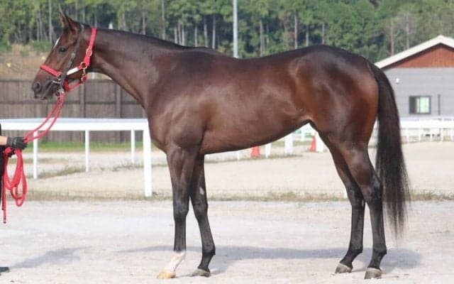 良血オーサムリザルトがデビュー