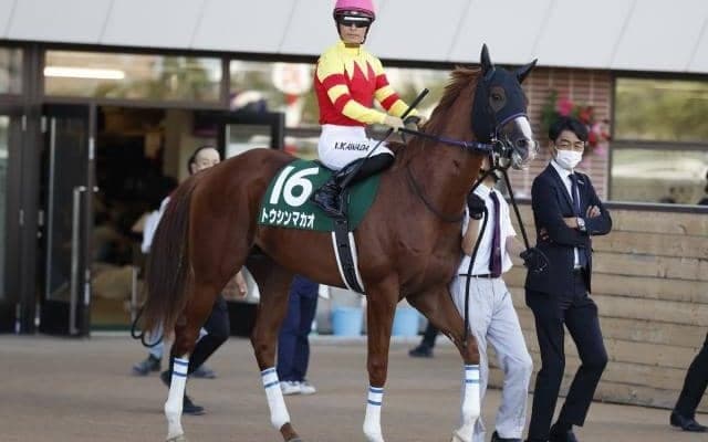 【京阪杯枠順確定】トウシンマカオは7枠14番、タイセイビジョンは6枠11番