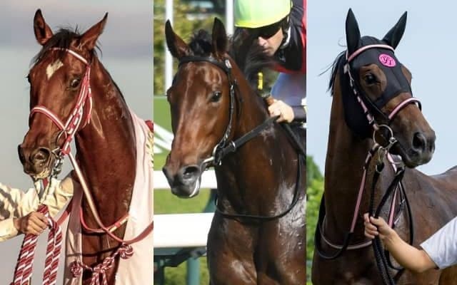 精鋭2歳牝馬29頭が登録予定 阪神ジュベナイルFの出走想定馬