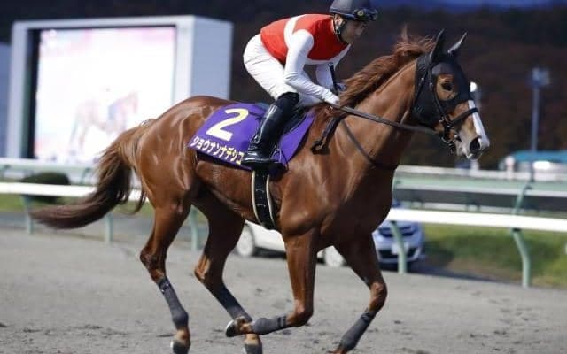 【船橋・クイーン賞枠順確定】グランブリッジは1枠1番、ショウナンナデシコは5枠7番