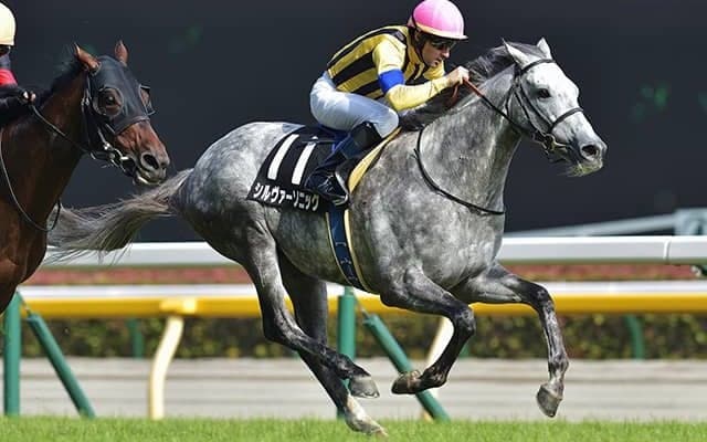 【ステイヤーズS想定騎手】シルヴァーソニックはD.レーン騎手、アイアンバローズは岩田望来騎手