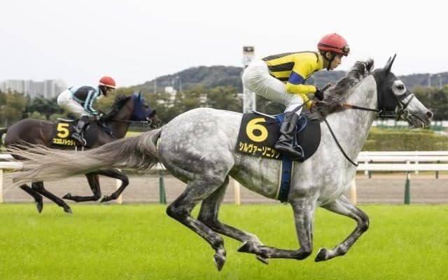 【ステイヤーズS予想オッズ】シルヴァーソニックが予想1番人気