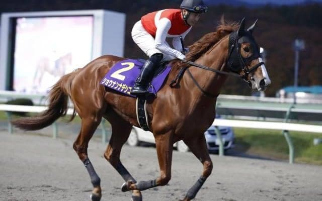 有馬記念馬の妹ホウオウピースフルや女王ショウナンナデシコらがハンデ重賞に挑む/船橋・クイーン賞注目馬