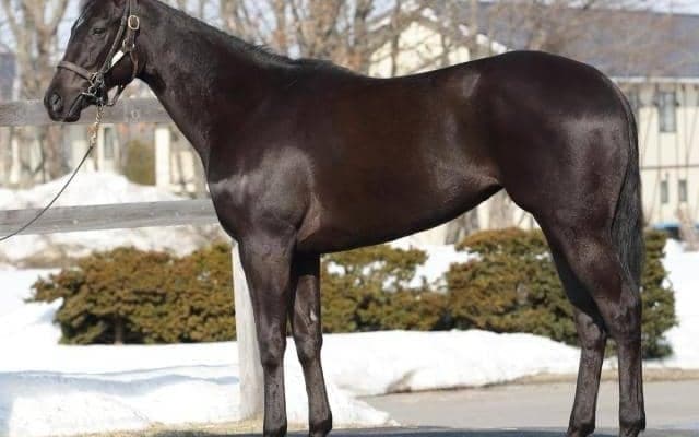 エフフォーリアの半妹ペリファーニアが有馬記念デーにデビュー 兄妹の同日出走実現か