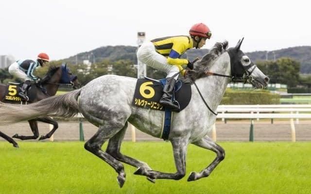 【ステイヤーズS出走馬・騎手確定】シルヴァーソニック＆レーン騎手、アイアンバローズ＆岩田望来騎手など14頭