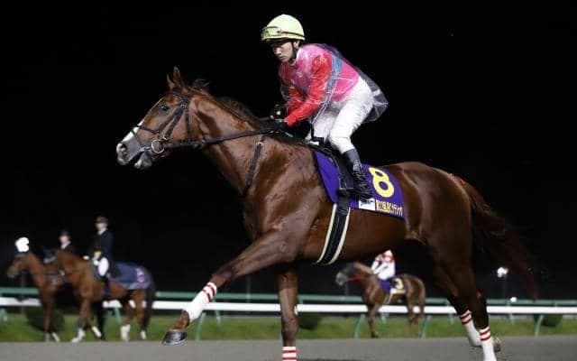 【名古屋グランプリ出走予定馬】ペイシャエス、ケイアイパープルら 