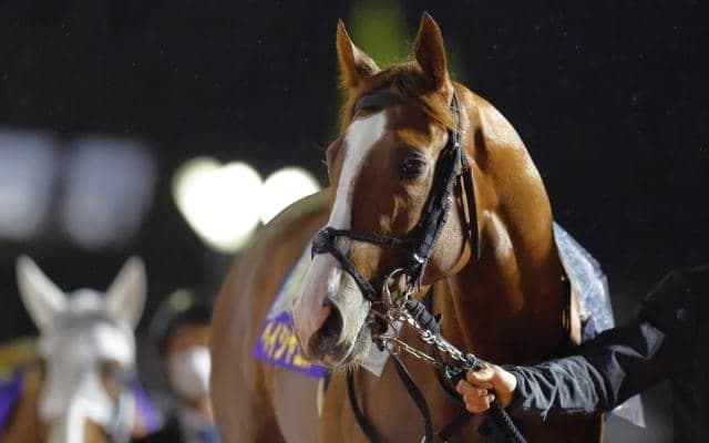 【名古屋グランプリ枠順確定】ペイシャエスは7枠9番、ケイアイパープルは1枠1番