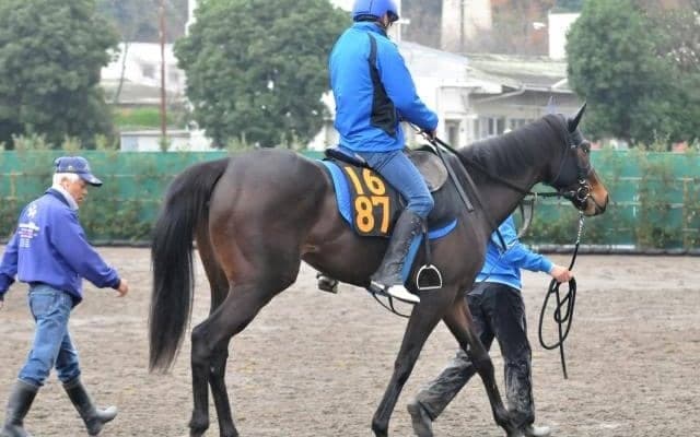 兄はエピファネイアやリオンディーズ 良血馬テンペストが中山でデビュー/関東馬メイクデビュー情報
